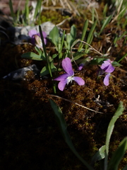 Viola egglestonii