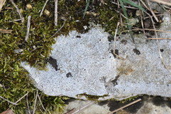 Bagliettoa baldensis