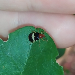 Gynandrobrotica