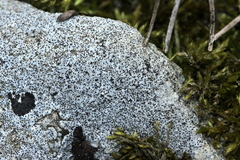 Bagliettoa baldensis