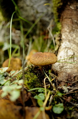 Austropaxillus statuum