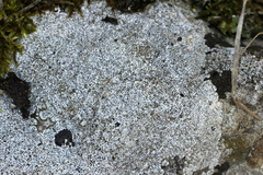 Bagliettoa baldensis