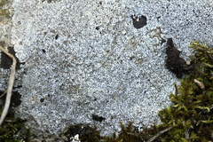 Bagliettoa baldensis