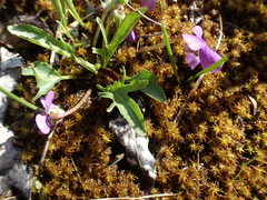 Viola egglestonii