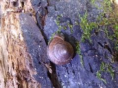 Helminthoglypta exarata