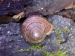 Helminthoglypta exarata