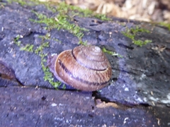 Helminthoglypta exarata