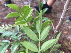 Rhus copallina image