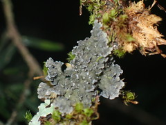 Fuscopannaria sorediata