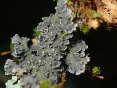 Fuscopannaria sorediata