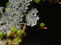 Fuscopannaria sorediata