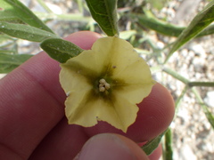 Physaleae