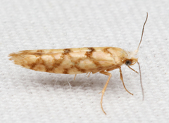 Argyresthia alternatella