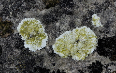 Lecanora valesiaca