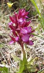 Anacamptis papilionacea aegaea