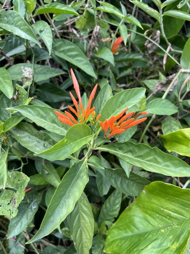 Justicia spicigera observed 2022-04-02