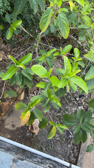 Ficus hispida