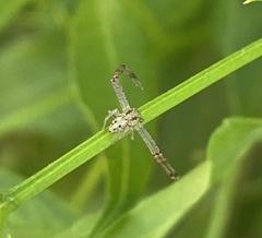 Thomisidae