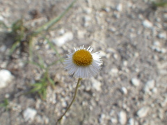Erigeron quercifolius