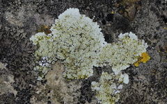Lecanora valesiaca