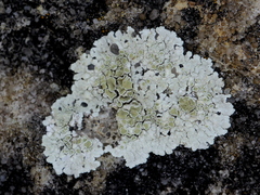 Lecanora valesiaca