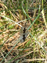 Xanthorhoe montanata