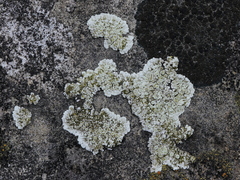 Lecanora valesiaca