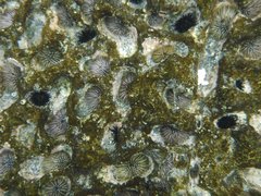Echinometra oblonga