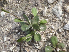 Erigeron quercifolius