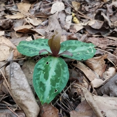 Trillium reliquum