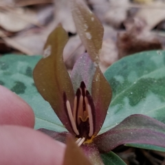 Trillium reliquum