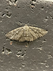 Zermizinga sinuata