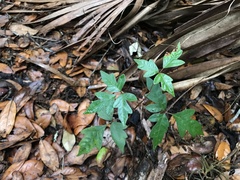 Toxicodendron radicans image