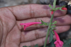 Salvia henryi
