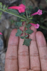 Salvia henryi