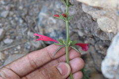 Salvia henryi