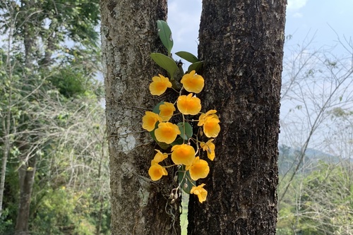 Dendrobium lindleyi
