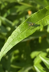 Condylostylus