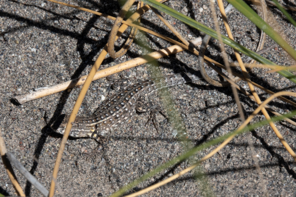 Rabino's Tree Iguana