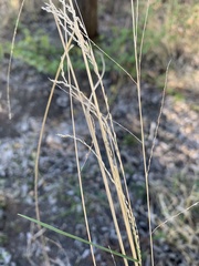Leptochloa decipiens