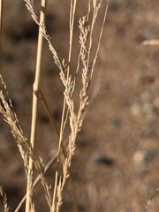 Leptochloa decipiens