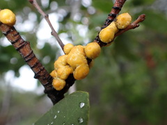 Cerococcus quercus