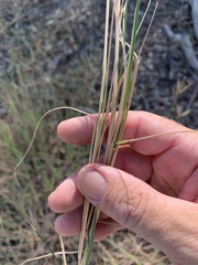 Leptochloa decipiens