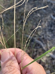 Leptochloa decipiens