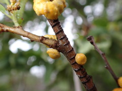 Cerococcus quercus