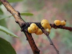 Cerococcus quercus