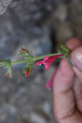 Salvia henryi