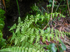 Cystopteris diaphana