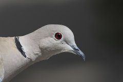 Streptopelia decaocto