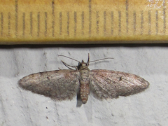 Eupithecia jejunata